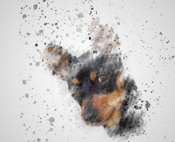 Miniature Pinscher Splatter Portrait
