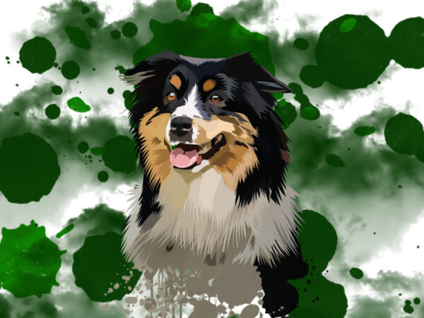 Australian Shepherd Portrait