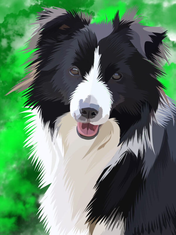 Border collie Portrait