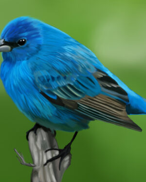 Indigo Bunting Portrait