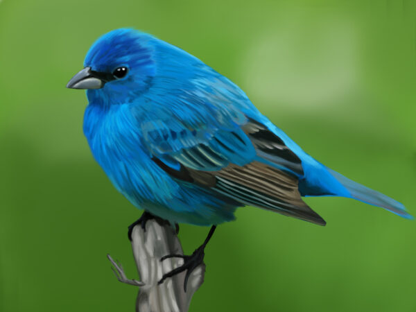 Indigo Bunting Portrait