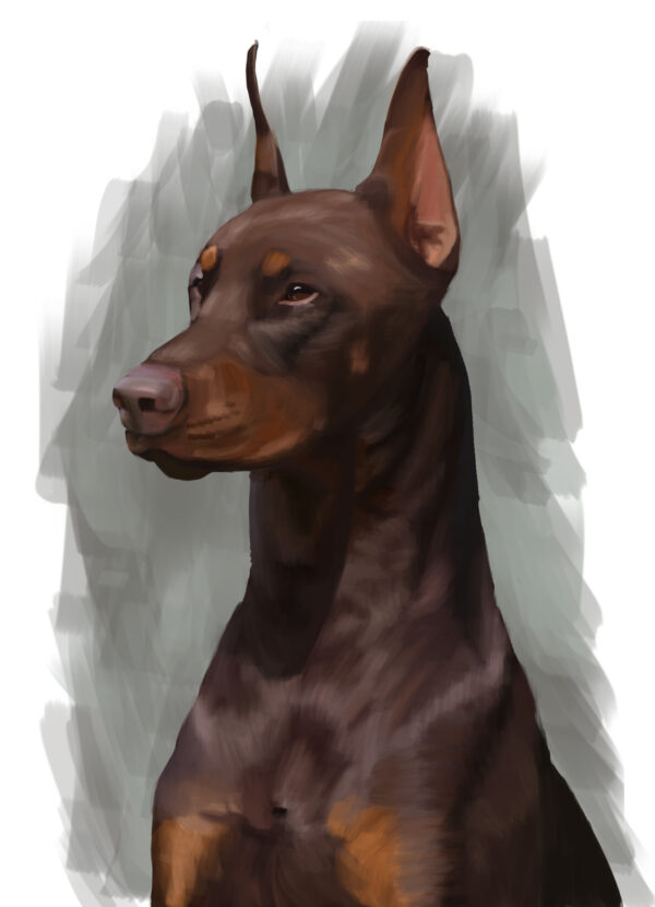 Doberman Pinscher Portrait