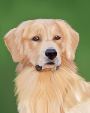 Golden Retriever Protrait
