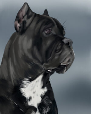 Cane Corso