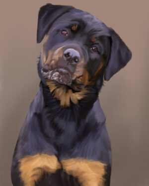 Rottweiler Portrait