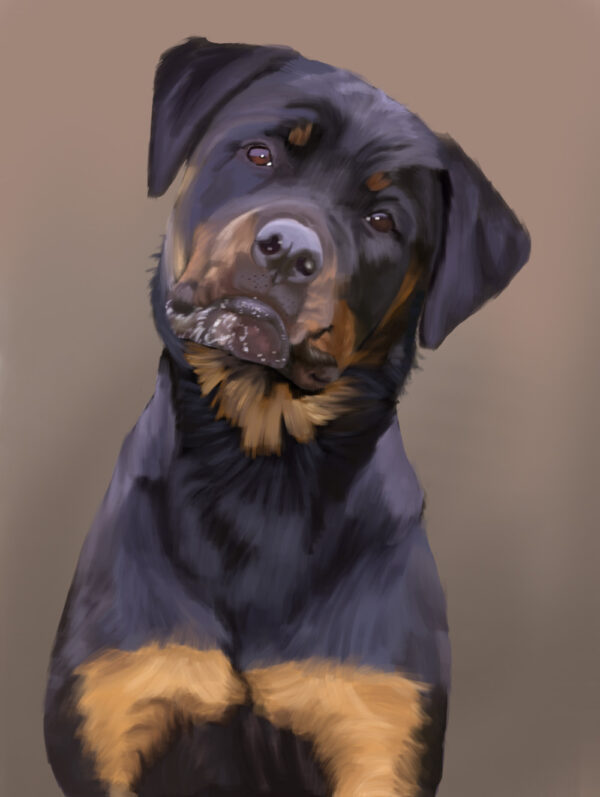 Rottweiler Portrait