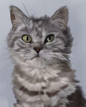 American Shorthair Portrait