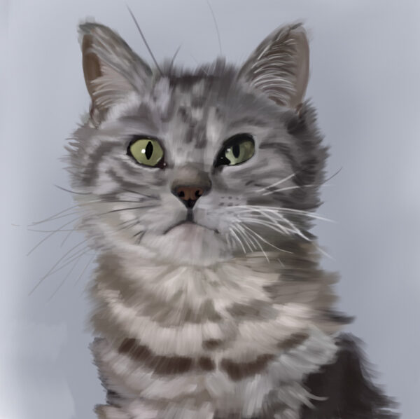 American Shorthair Portrait