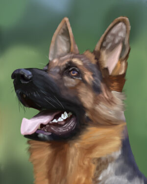 German Shepherd Portrait