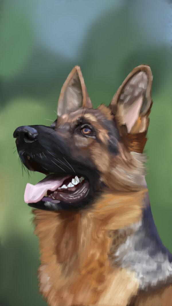 German Shepherd Portrait